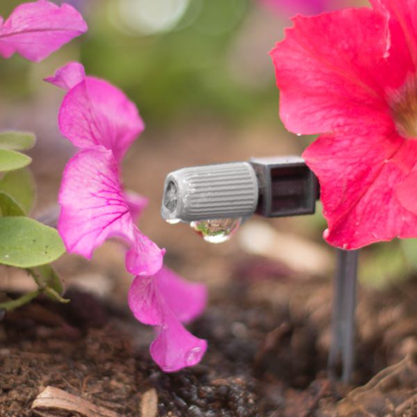 Bild einer Drip-Bewässerung mit einer Blume